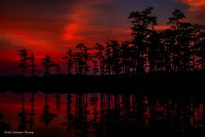 An image of a cloudy sunset over Goodale State Park. You can see the redshifted clouds over the bald cypress trees shooting up out of the water.