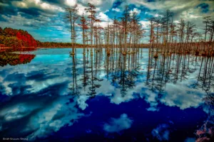 A captivating image of cypress trees growing out of the Civil War era Mill Pond at Goodale State Park