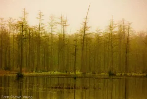 This is an image of a sunrise of Goodale State Park with a yellow hue. You can see the cypress trees popping out of the water.