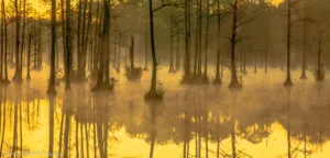 A foggy morning sunrise seen across the Civil War era Mill Pond at Goodale State Park