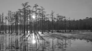 This is an image of a foggy sunrise at Goodale State Park. The sun is peaking through the bald cypress trees, making the water warm up