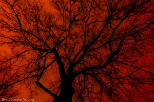 An image of a no-leaf tree during a late sunset at Goodale State Park