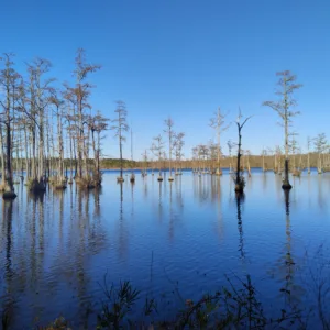 An overlook of the Civil War era Mill pond at Goodale State Park with tall Bald Cypress trees