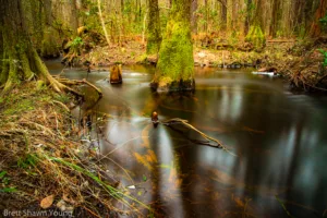 A picture of a still body of water at Goodale State Park, In the image you can see cypress trees in the background and their roots coming out of the water