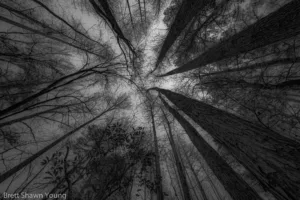 A picture looking up in to the night sky at Goodale State Park in between trees