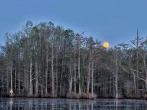 A view of the Moon rising over the trees at Goodale State Park