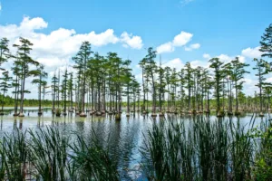 An overlook of the Civil War era Mill pond at Goodale State Park with tall Bald Cypress trees