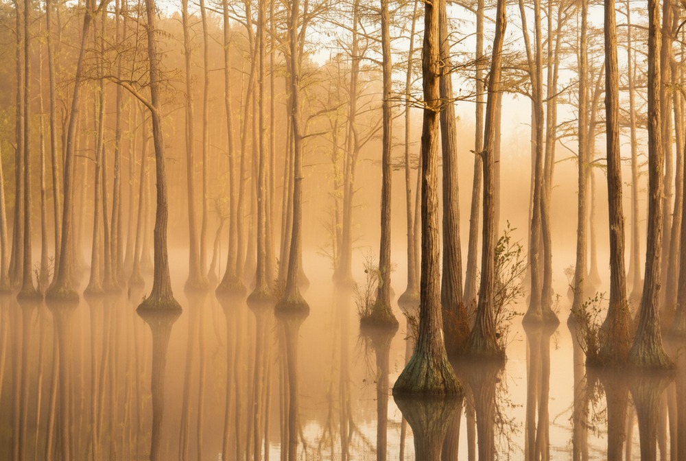 Tall trees stand in a misty, flooded forest with reflections on calm, shallow water at sunrise.